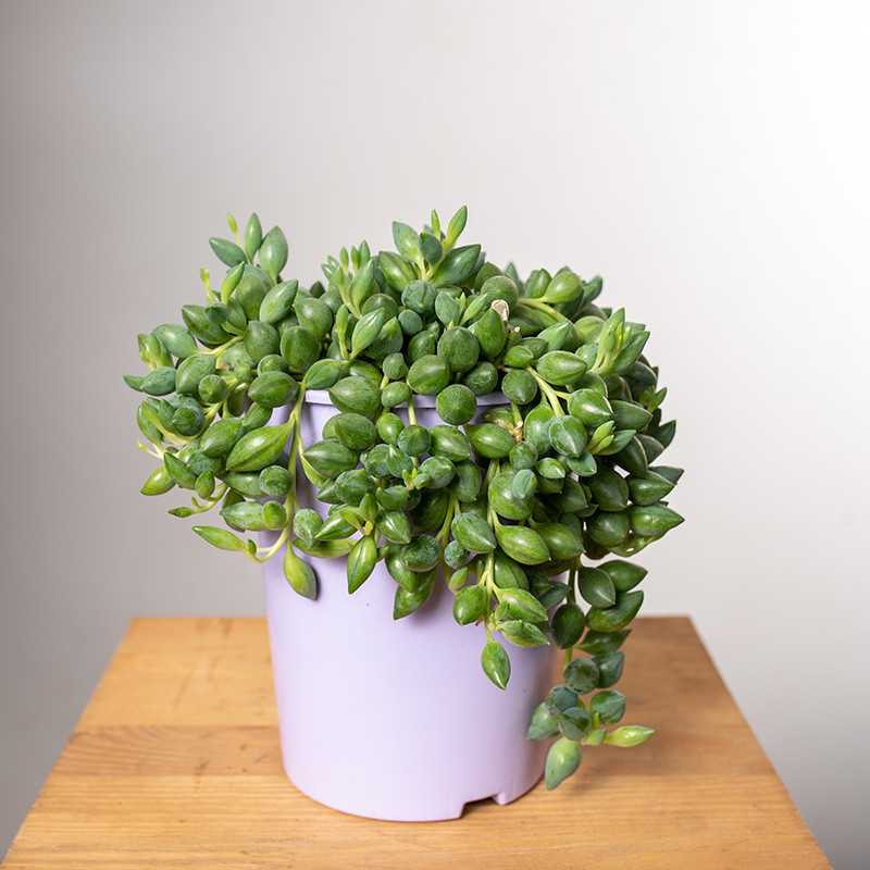 Senecio herreianus