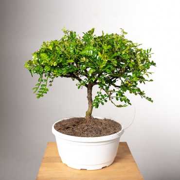 Pieprzowiec Chiński