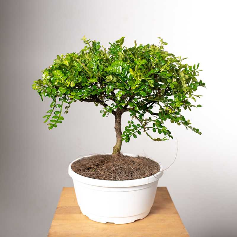 Pieprzowiec Chiński