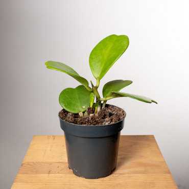 Hoja kerrii