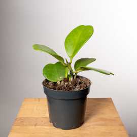 Hoja kerrii