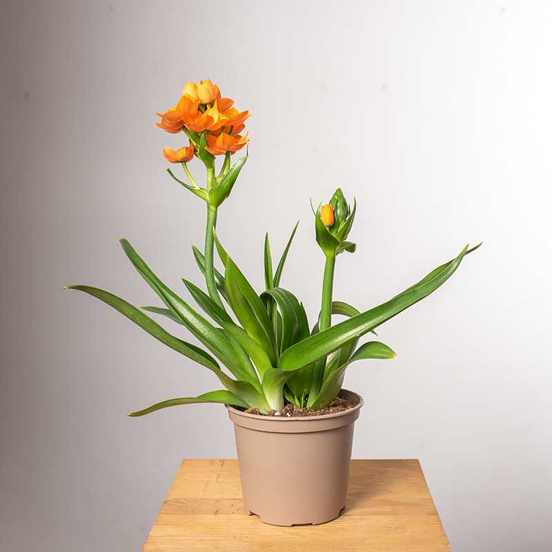 Ornitogalum Śniedek | Pomarańczowy