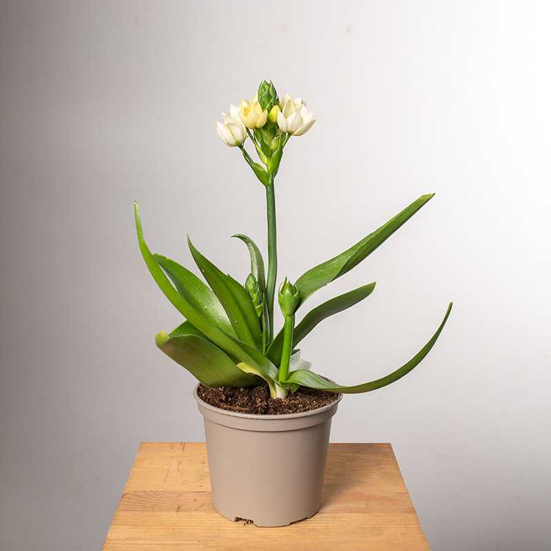 Ornitogalum Śniedek | Biały