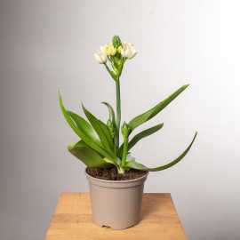 Ornitogalum Śniedek | Biały