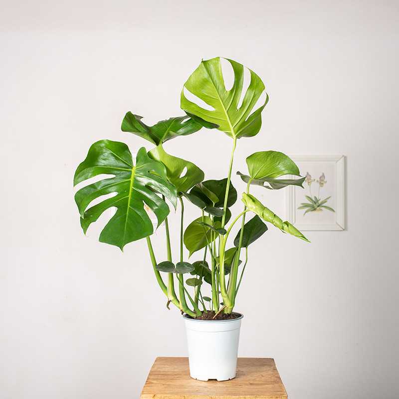 Monstera Dziurawa | Duża