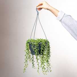 Senecio herreianus | Wiszące