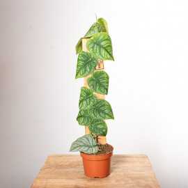 Monstera dubia