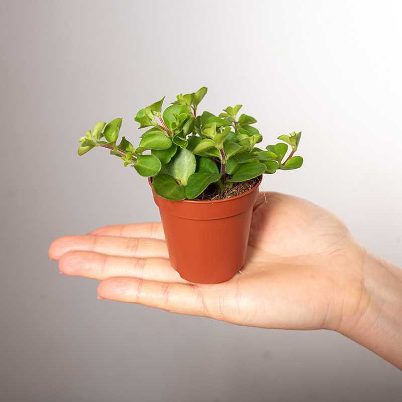 Peperomia okrągłolistna | Mini