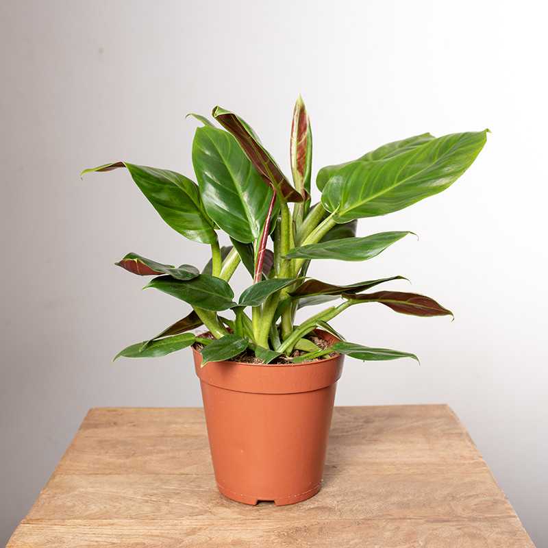 Filodendron subhastatum