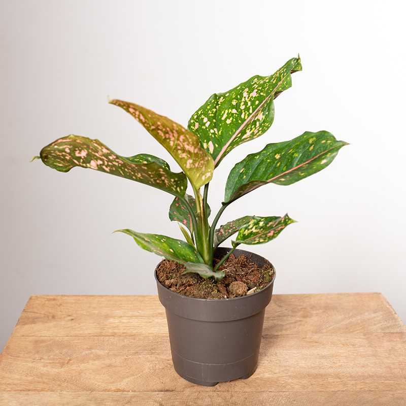 Aglonema 'Pink Leopard'