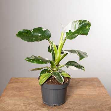 Filodendron 'White Knight'