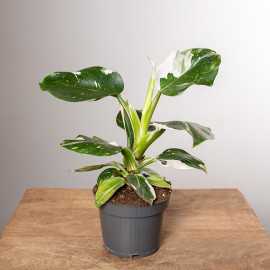 Filodendron 'White Knight'