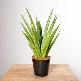 Sansewieria 'Pineapple'