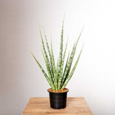 Sansewieria 'Digitorum'