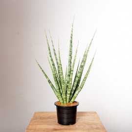 Sansewieria 'Digitorum'