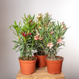 Oleander MIX kolorów