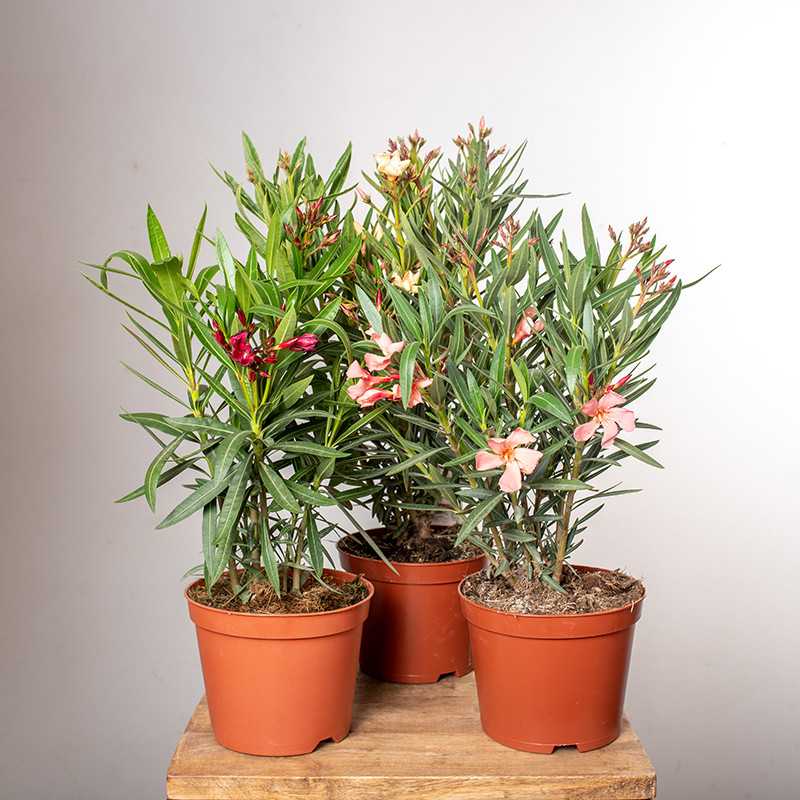 Oleander MIX kolorów