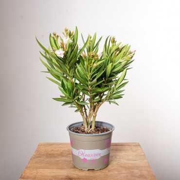 Oleander
