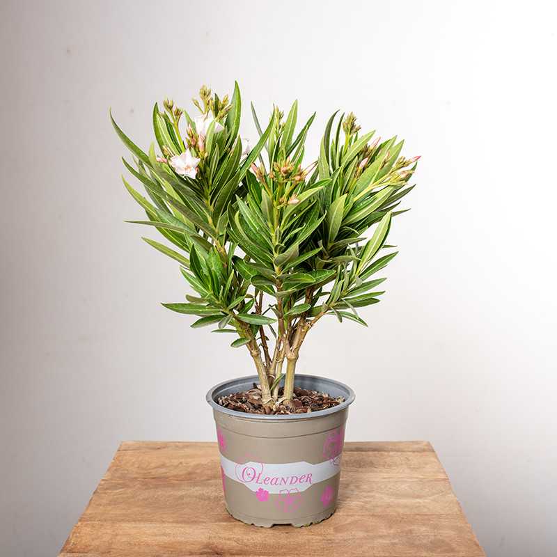 Oleander