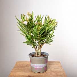 Oleander