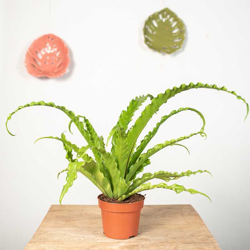 Asplenium 'Osaka' |Mała Asplenium 'Osaka' |Mała