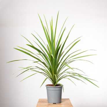 Kordylina 'Peko'