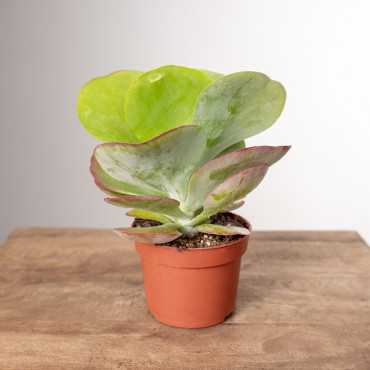 Kalanchoe thyrsiflora | Małe