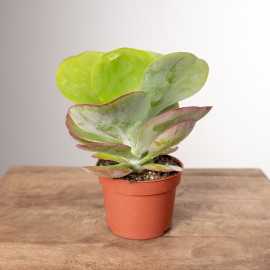 Kalanchoe thyrsiflora | Małe