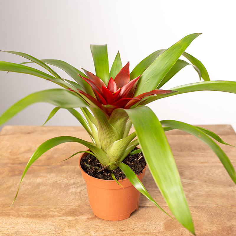 Guzmania 'Blitz'