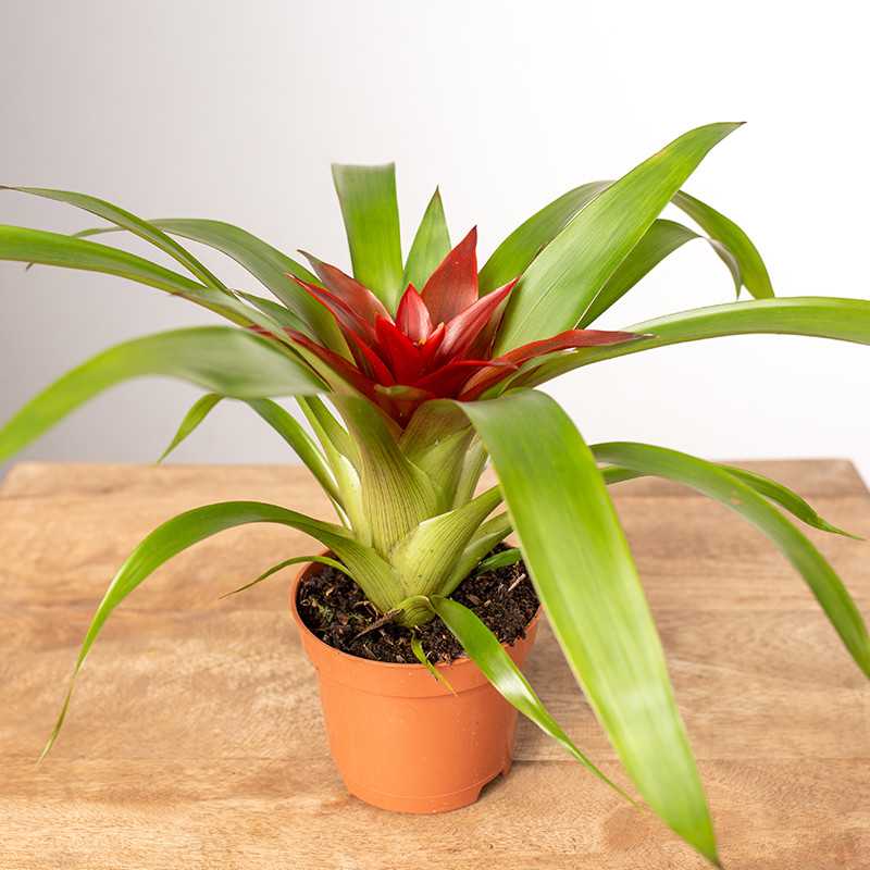 Guzmania 'Blitz'