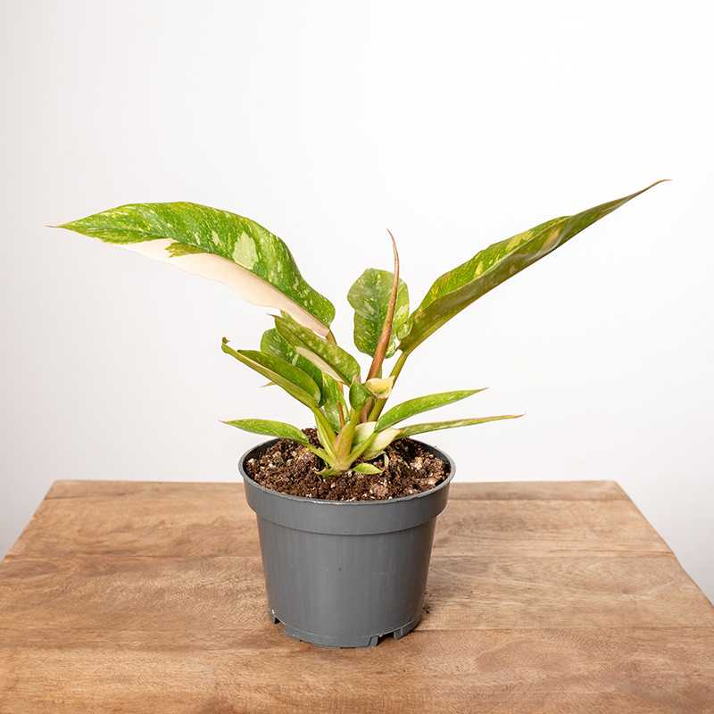 Filodendron 'Ring of Fire'