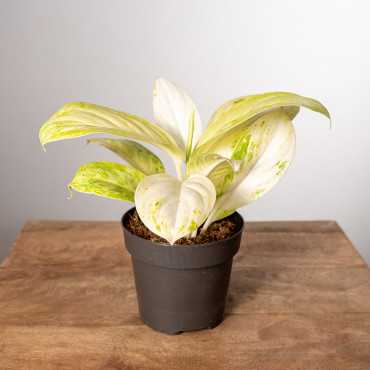 Aglonema 'Arctic Lime'
