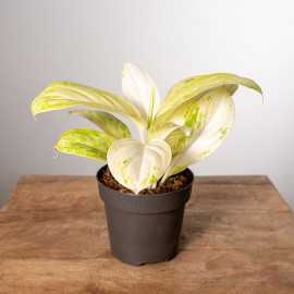 Aglonema 'Arctic Lime'