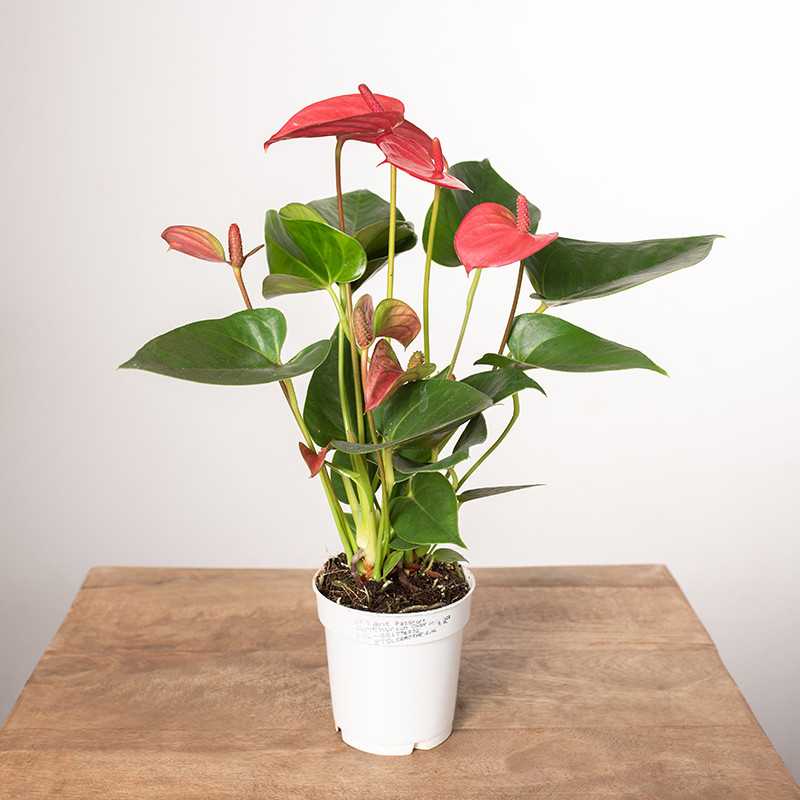 Anturium 'Pink Champion' | Małe Anturium 'Pink Champion' | Małe