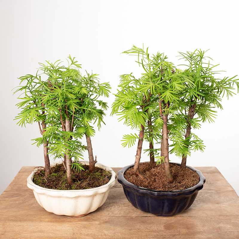 Bonsai Metasekwoja | Mały