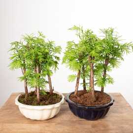 Bonsai Metasekwoja | Mały