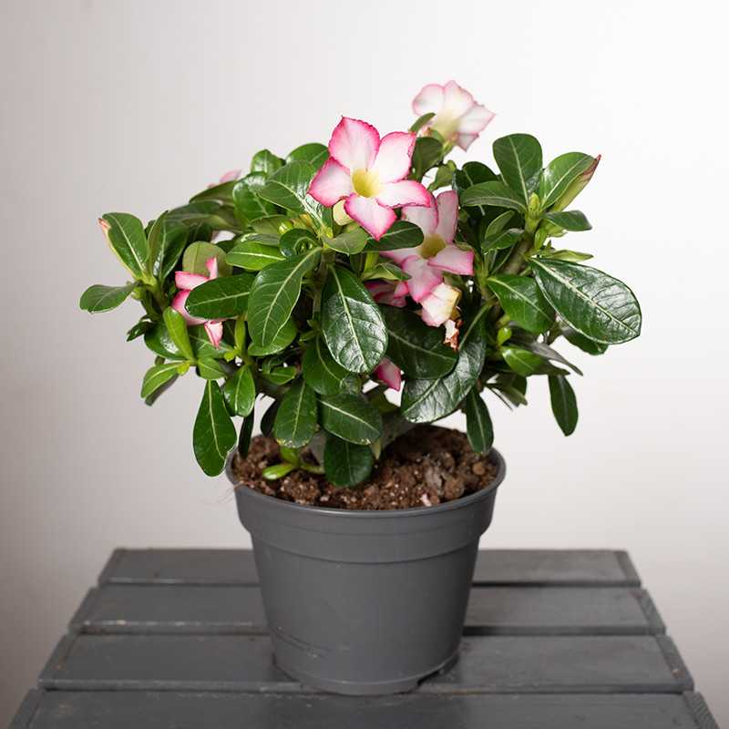 Adenium 'Pinkstar'