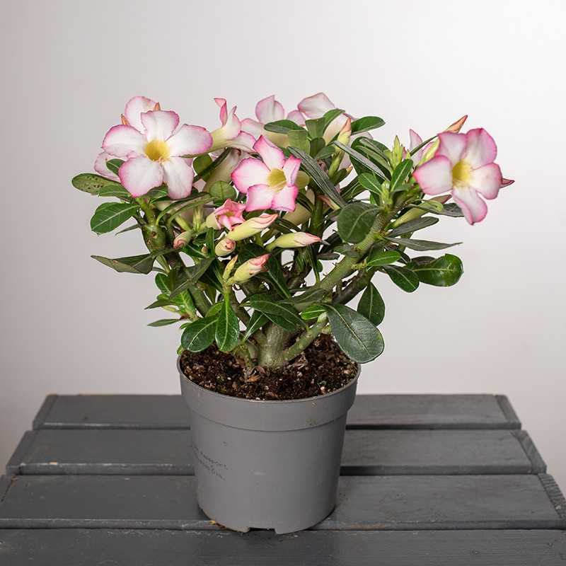 Adenium 'Pinkstar' | Małe