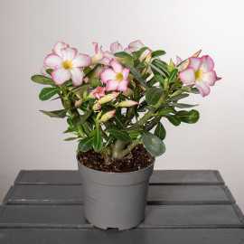 Adenium 'Pinkstar' | Małe