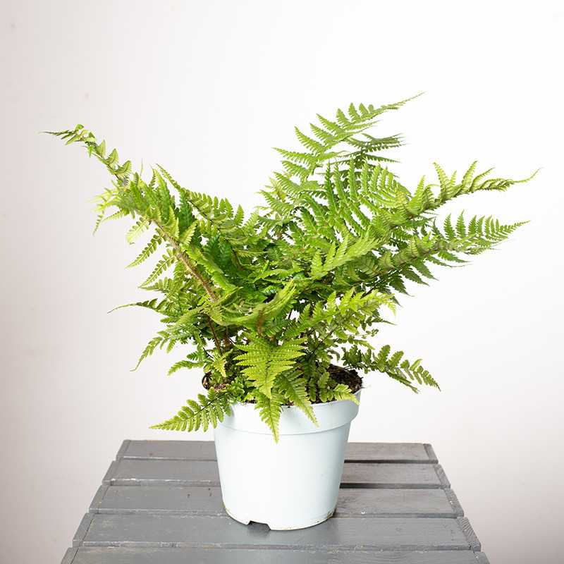 Paproć Dryopteris