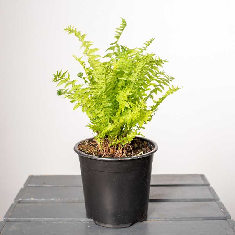 Paproć Pióropusznik