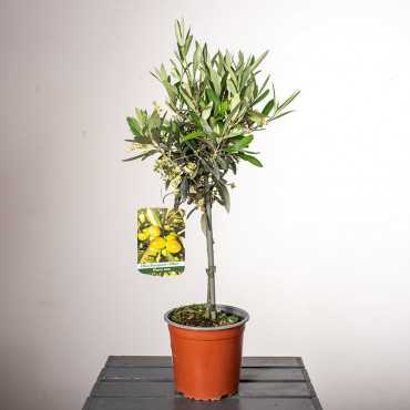 Oliwka europejska na pniu