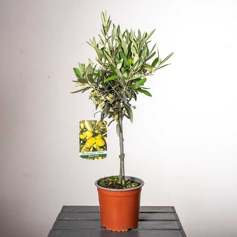 Oliwka europejska na pniu