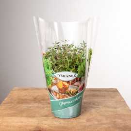 Tymianek | Macierzanka