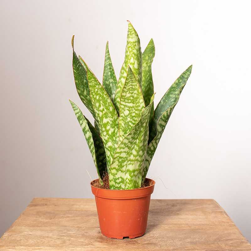 Sansewieria aubrytiana | Mała