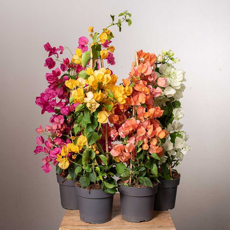 Bugenwilla MIX kolorów