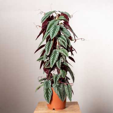 Cissus różnobarwny| Duży