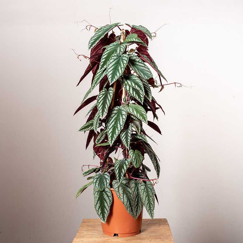 Cissus różnobarwny| Duży