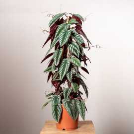 Cissus różnobarwny| Duży