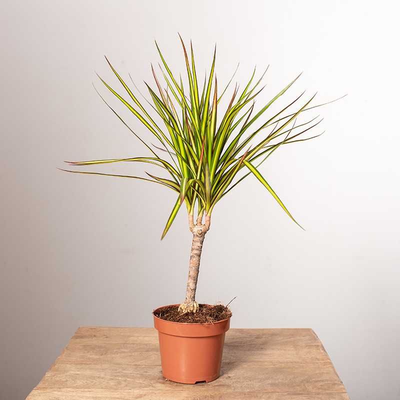 Dracena 'Sunray' | Mała